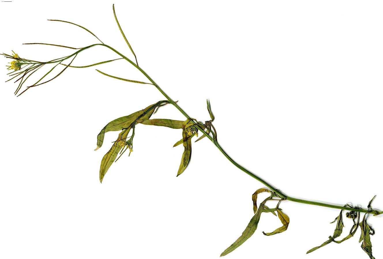 Sisymbrium orientale subsp. orientale (Brassicaceae)